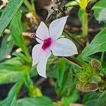Otomeria oculata Flor