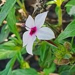 Otomeria oculata Flower