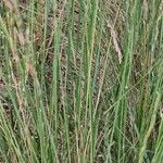 Brachypodium phoenicoides Blad