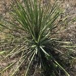 Yucca constricta 葉