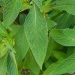 Impatiens arguta Hoja