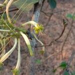 Dendrophthoe falcata Fleur