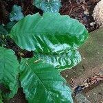 Fagus grandifolia Feuille