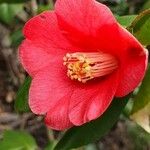 Camellia oleifera Floare