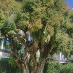 Melaleuca linariifolia Blatt