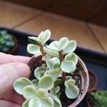 Portulacaria afraList