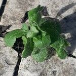 Erigeron floribundus Fuelha