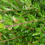 Cotoneaster integrifolius Blad