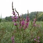 Lythrum virgatum Fiore