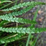 Comptonia peregrina Leaf