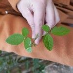 Desmodium tortuosum Yaprak