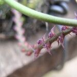 Bulbophyllum teretifolium Flower