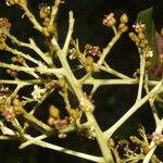 Anacardium excelsum Lubje