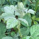 Rubus canescens 葉