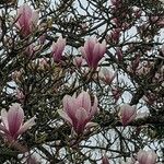 Magnolia liliifloraFlower