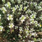 Bellardia trixago Цветок