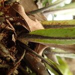 Asplenium africanum Other