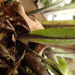 Asplenium africanum Muu