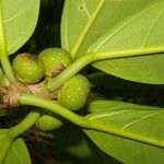 Ficus obtusifolia Hostoa