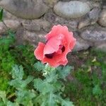 Papaver somniferumBlomst