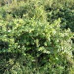 Humulus lupulus 整株植物