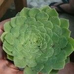 Aeonium tabulaeforme Leht