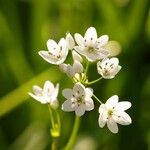 Allium neapolitanum अन्य