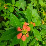 Euphorbia heterophylla Virág