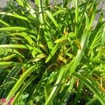 Nerine bowdenii Leaf