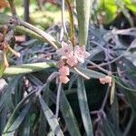 Hoya longifolia Цвят