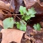 Mycelis muralis Leaf