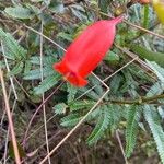Seemannia sylvatica Квітка