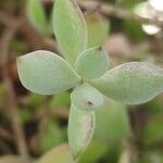 Cotyledon pendens Hoja