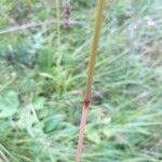 Deschampsia cespitosa 树皮