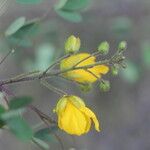 Chamaecrista hispidula Flower