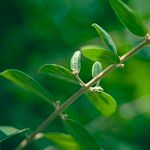 Congea tomentosa Corteza
