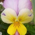 Viola tricolor Floare