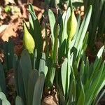 Narcissus bicolor Leaf