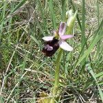 Ophrys bertoloniiІнше