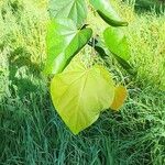 Cercis glabra Blatt