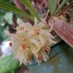 Xylobium variegatum Kvet