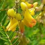 Astragalus penduliflorus പുഷ്പം