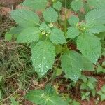 Physalis angulata Habit
