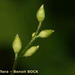 Vicia dumetorum Fruit