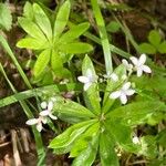 Galium odoratum Leaf