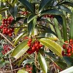 Ardisia crenata Frucht