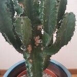 Euphorbia abyssinica Hoja