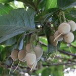 Styrax japonicus Folha