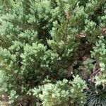 Juniperus chinensis 葉