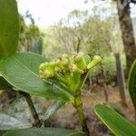 Syzygium rhopalanthum Fruto